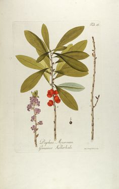 Bild der Seite - Tabula 16 - in Österreichs allgemeine Baumzucht - Abbildungen in- und ausländischer Bäume und Sträucher, deren Anpflanzung in Österreich möglich und nützlich ist