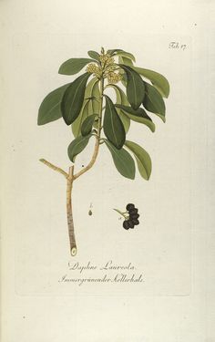 Bild der Seite - Tabula 17 - in Österreichs allgemeine Baumzucht - Abbildungen in- und ausländischer Bäume und Sträucher, deren Anpflanzung in Österreich möglich und nützlich ist