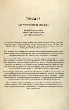 Bild der Seite - (00000068) - in Österreichs allgemeine Baumzucht - Abbildungen in- und ausländischer Bäume und Sträucher, deren Anpflanzung in Österreich möglich und nützlich ist