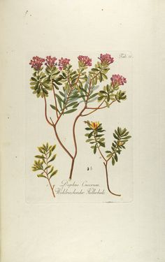 Bild der Seite - Tabula 18 - in Österreichs allgemeine Baumzucht - Abbildungen in- und ausländischer Bäume und Sträucher, deren Anpflanzung in Österreich möglich und nützlich ist