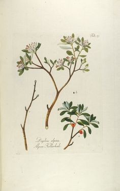 Bild der Seite - Tabula 19 - in Österreichs allgemeine Baumzucht - Abbildungen in- und ausländischer Bäume und Sträucher, deren Anpflanzung in Österreich möglich und nützlich ist