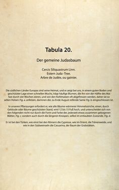 Bild der Seite - (00000072) - in Österreichs allgemeine Baumzucht - Abbildungen in- und ausländischer Bäume und Sträucher, deren Anpflanzung in Österreich möglich und nützlich ist