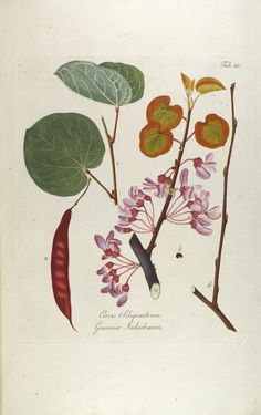 Bild der Seite - Tabula 20 - in Österreichs allgemeine Baumzucht - Abbildungen in- und ausländischer Bäume und Sträucher, deren Anpflanzung in Österreich möglich und nützlich ist