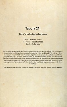 Bild der Seite - (00000074) - in Österreichs allgemeine Baumzucht - Abbildungen in- und ausländischer Bäume und Sträucher, deren Anpflanzung in Österreich möglich und nützlich ist