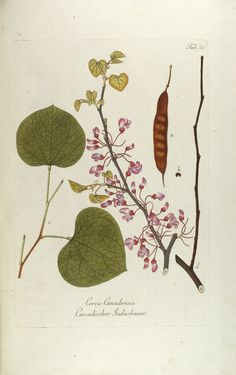 Bild der Seite - Tabula 21 - in Österreichs allgemeine Baumzucht - Abbildungen in- und ausländischer Bäume und Sträucher, deren Anpflanzung in Österreich möglich und nützlich ist