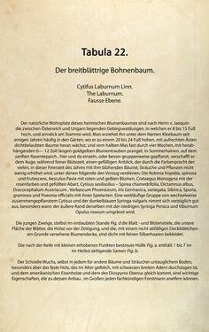 Bild der Seite - (00000076) - in Österreichs allgemeine Baumzucht - Abbildungen in- und ausländischer Bäume und Sträucher, deren Anpflanzung in Österreich möglich und nützlich ist
