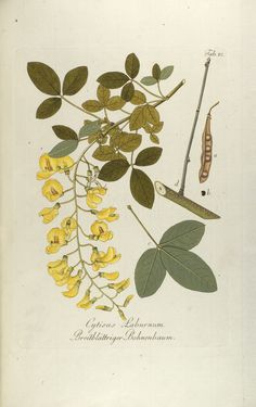 Bild der Seite - Tabula 22 - in Österreichs allgemeine Baumzucht - Abbildungen in- und ausländischer Bäume und Sträucher, deren Anpflanzung in Österreich möglich und nützlich ist