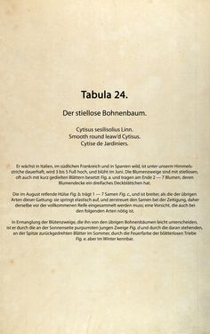 Bild der Seite - (00000080) - in Österreichs allgemeine Baumzucht - Abbildungen in- und ausländischer Bäume und Sträucher, deren Anpflanzung in Österreich möglich und nützlich ist