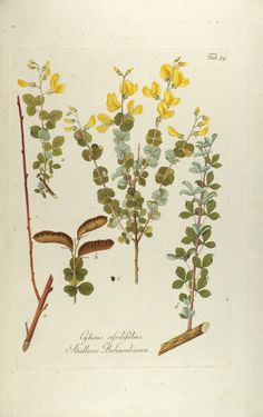 Bild der Seite - Tabula 24 - in Österreichs allgemeine Baumzucht - Abbildungen in- und ausländischer Bäume und Sträucher, deren Anpflanzung in Österreich möglich und nützlich ist