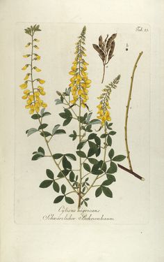 Bild der Seite - Tabula 25 - in Österreichs allgemeine Baumzucht - Abbildungen in- und ausländischer Bäume und Sträucher, deren Anpflanzung in Österreich möglich und nützlich ist