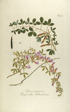 Bild der Seite - Tabula 26 - in Österreichs allgemeine Baumzucht - Abbildungen in- und ausländischer Bäume und Sträucher, deren Anpflanzung in Österreich möglich und nützlich ist