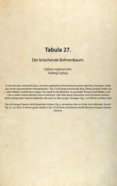 Bild der Seite - (00000086) - in Österreichs allgemeine Baumzucht - Abbildungen in- und ausländischer Bäume und Sträucher, deren Anpflanzung in Österreich möglich und nützlich ist