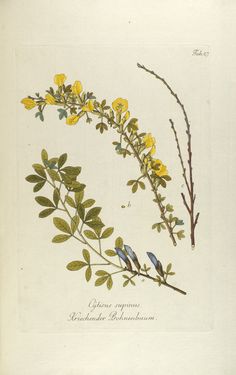 Bild der Seite - Tabula 27 - in Österreichs allgemeine Baumzucht - Abbildungen in- und ausländischer Bäume und Sträucher, deren Anpflanzung in Österreich möglich und nützlich ist