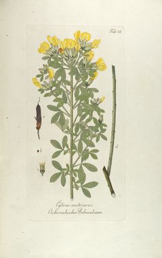 Bild der Seite - Tabula 28 - in Österreichs allgemeine Baumzucht - Abbildungen in- und ausländischer Bäume und Sträucher, deren Anpflanzung in Österreich möglich und nützlich ist