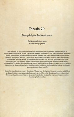 Bild der Seite - (00000090) - in Österreichs allgemeine Baumzucht - Abbildungen in- und ausländischer Bäume und Sträucher, deren Anpflanzung in Österreich möglich und nützlich ist