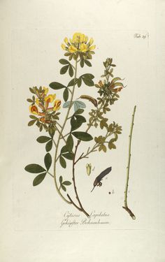 Bild der Seite - Tabula 29 - in Österreichs allgemeine Baumzucht - Abbildungen in- und ausländischer Bäume und Sträucher, deren Anpflanzung in Österreich möglich und nützlich ist