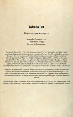 Bild der Seite - (00000092) - in Österreichs allgemeine Baumzucht - Abbildungen in- und ausländischer Bäume und Sträucher, deren Anpflanzung in Österreich möglich und nützlich ist