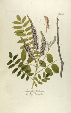 Bild der Seite - (00000093) - in Österreichs allgemeine Baumzucht - Abbildungen in- und ausländischer Bäume und Sträucher, deren Anpflanzung in Österreich möglich und nützlich ist