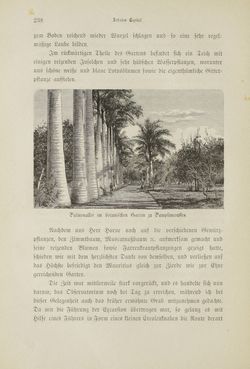 Bild der Seite - 238 - in Um Afrika - Skizzen von der Reise Sr. Majestät Corvette Helgoland in den Jahren 1873-75